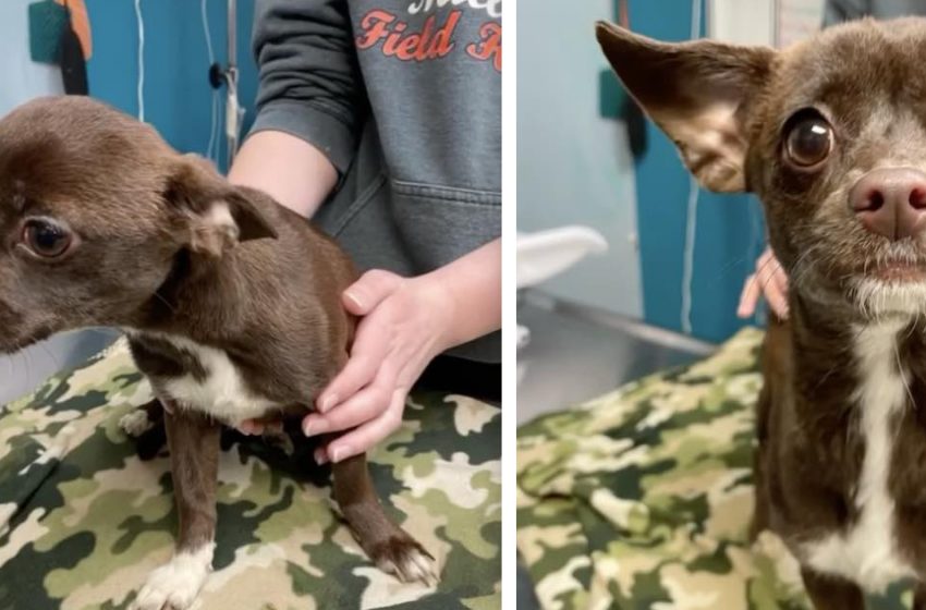  Man walking dog sees bag moving and finds abandoned chihuahua inside