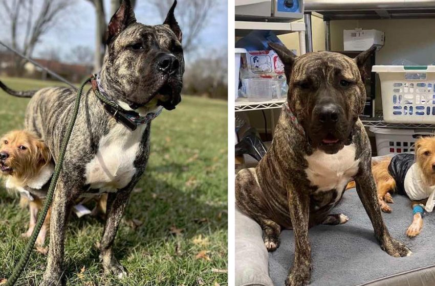  Exhausted Puppy Befriends Rescue Dog Who Looks Like Him