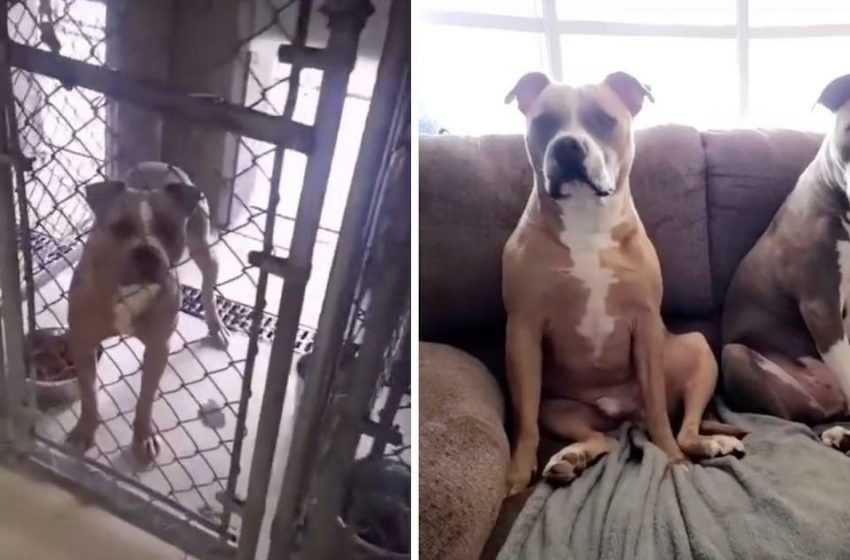  Man adopts neighbor’s dog from the shelter after learning he was abandoned