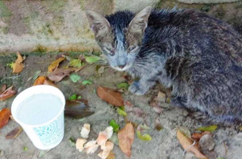  Near the garbage cans, the girl found a homeless dirty cat. She was fed and washed, now this beauty is unrecognizable