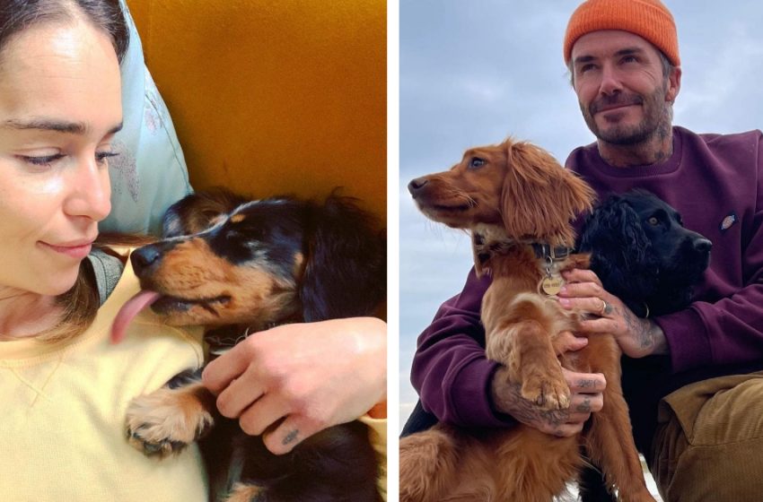  Photos of celebrity dog lovers who cherish their furry friends