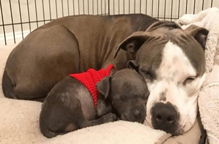  Devastated pit bull finally finds love for an orphaned puppy after losing his own