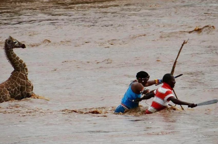  Courageous people risk their lives to save a drowning giraffe