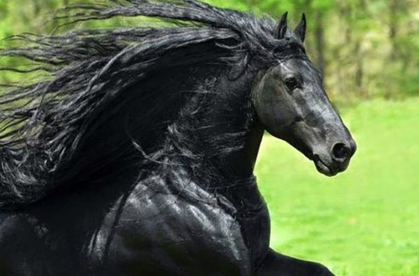  Frederick the Great is the most beautiful horse on Earth, whose appearance drives people crazy