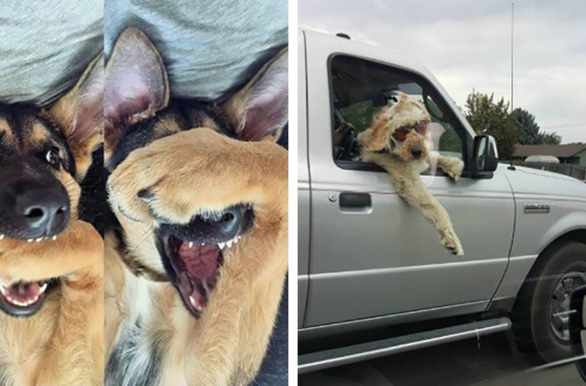  16 funny dogs that will make your day a little more positive