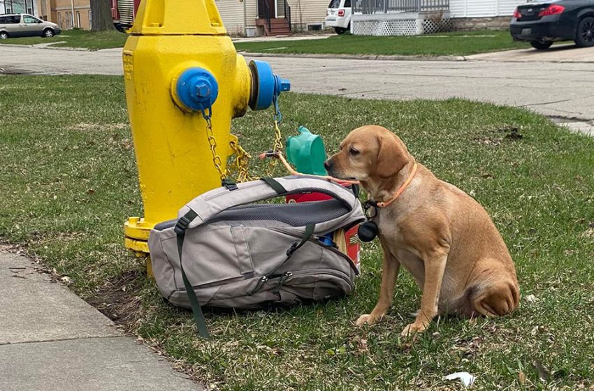  Dog found tied to fire hydrant after owners couldn’t care for her anymore