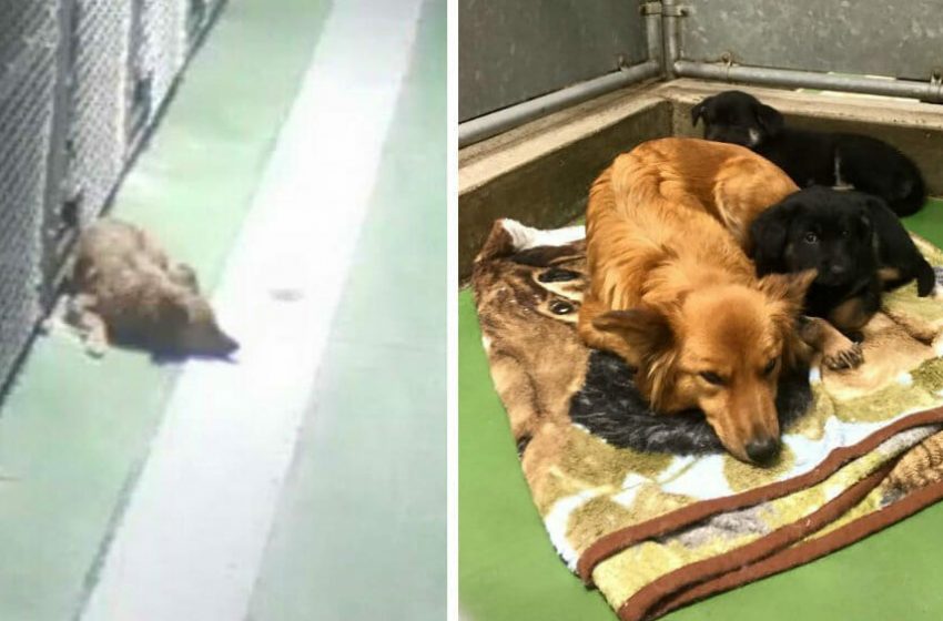  When two frightened puppies came to the foster home, the mother dog rushed to comfort them.