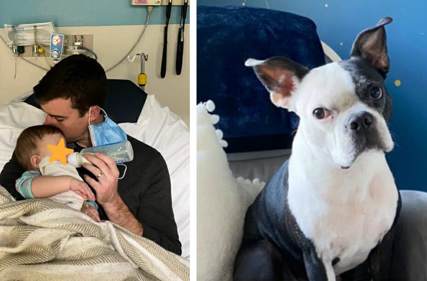  Dog saves baby’s life after she stops breathing in the middle of the night