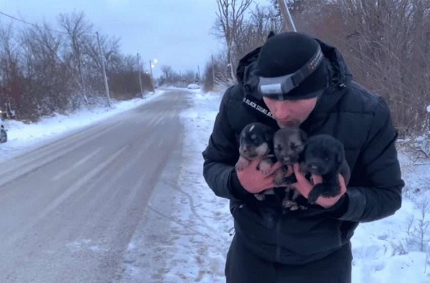  A man spent all day outside in a blizzard to save a dog and her weak puppies from a chimney