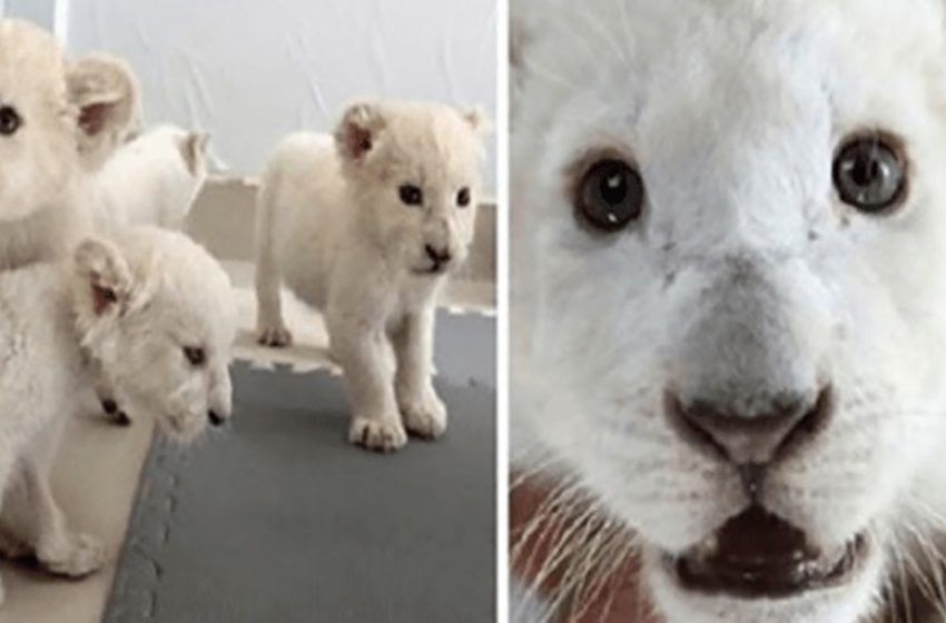  Four extremely rare white lion cubs were born at safary park