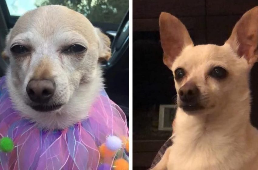  Meet 21-year-old Toby Keith, who has been declared the oldest living dog in the world