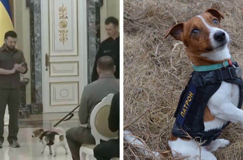  The President of Ukraine awarded a very good dog with a medal for saving lives