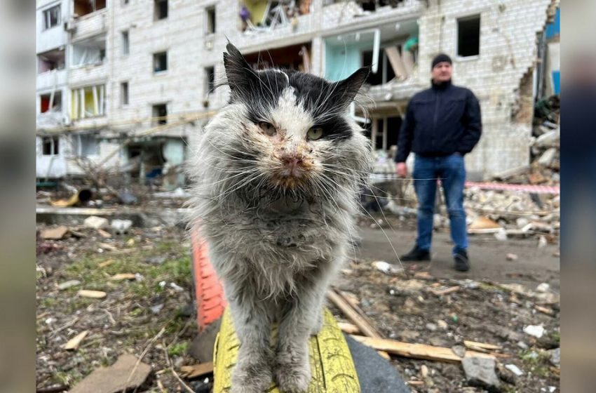  A cat pulled out from the rubble of a Russian bombing raid found a home near the Ukrainian government