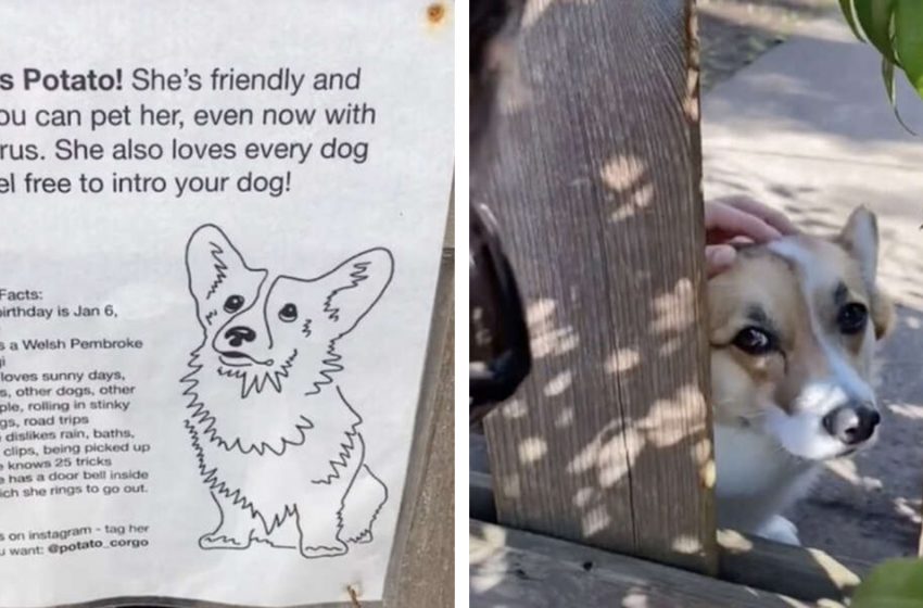  The dog loves to greet the neighbors so much that his family put up a poster