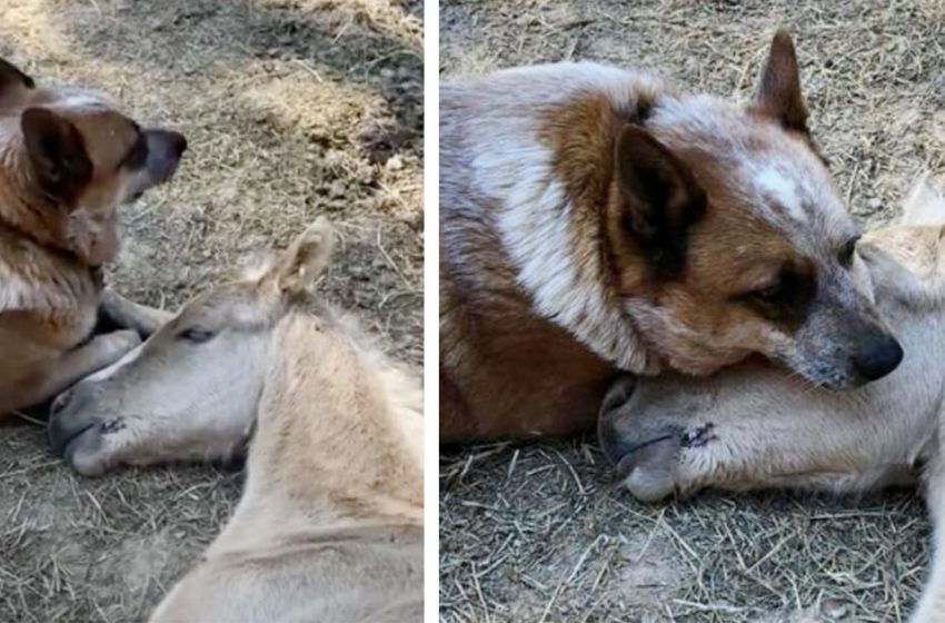  Dog comforts orphaned 9-day-old foal and take horse under his wing