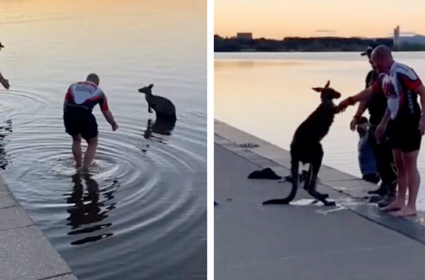  A grateful kangaroo offers a handshake after being rescued from a freezing lake by three men