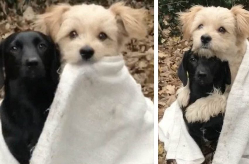  Tiny dog puts arms around best friend as they cuddle up together