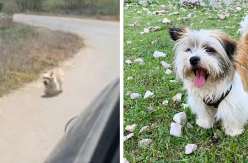  A stray dog chases after a vacationing couple’s car, who stops by to give him a new home