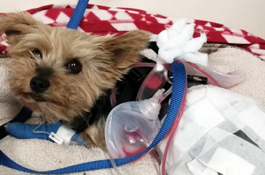  Heroic Yorkie fights off a coyote to save his 10-year-old owner