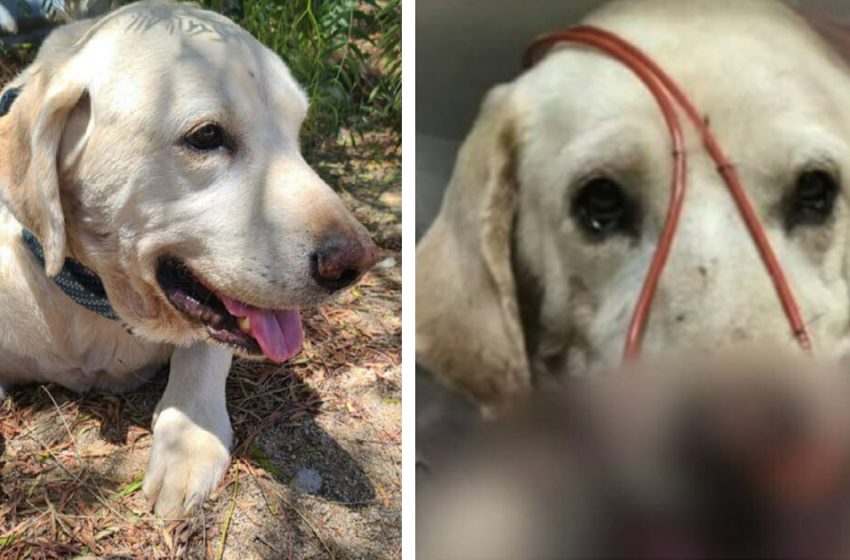  Hero dog saves teenage owner’s life by protecting him from a rattlesnake