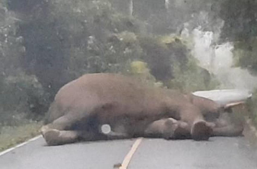  Traffic stops due to an elephant taking a nap in the middle of the road