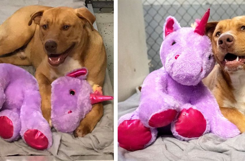  A stray dog keeps sneaking into the store to steal a stuffed unicorn, so the officer buys one for him