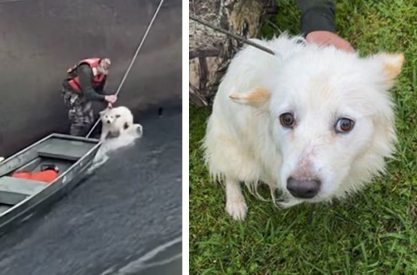  Dog abandoned by owners in dam rescued by firefighters and found a new home