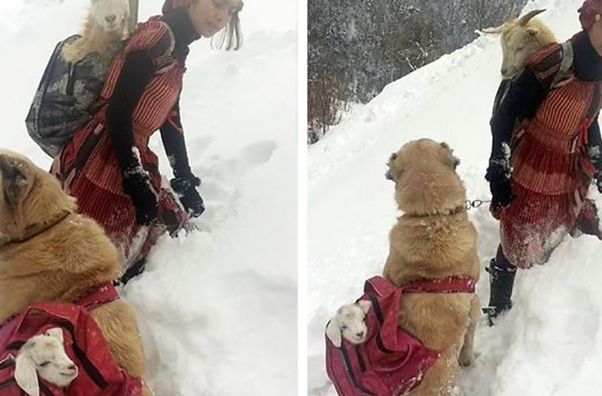  Brave girl and her dog rescue goat and her newborn baby