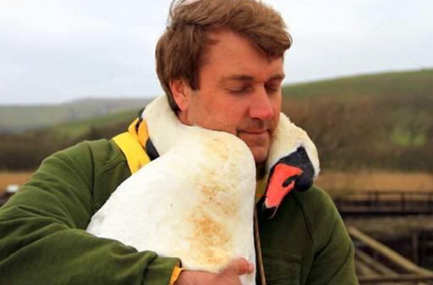  The swan hugs the man who saved her by wrapping her neck around him