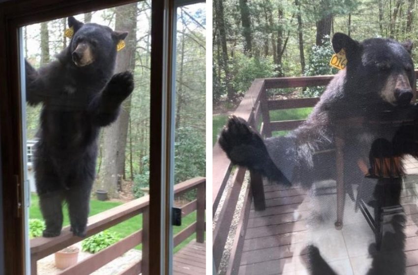  A curious bear tries to break into a lady’s house after smelling the smell of cakes being baked