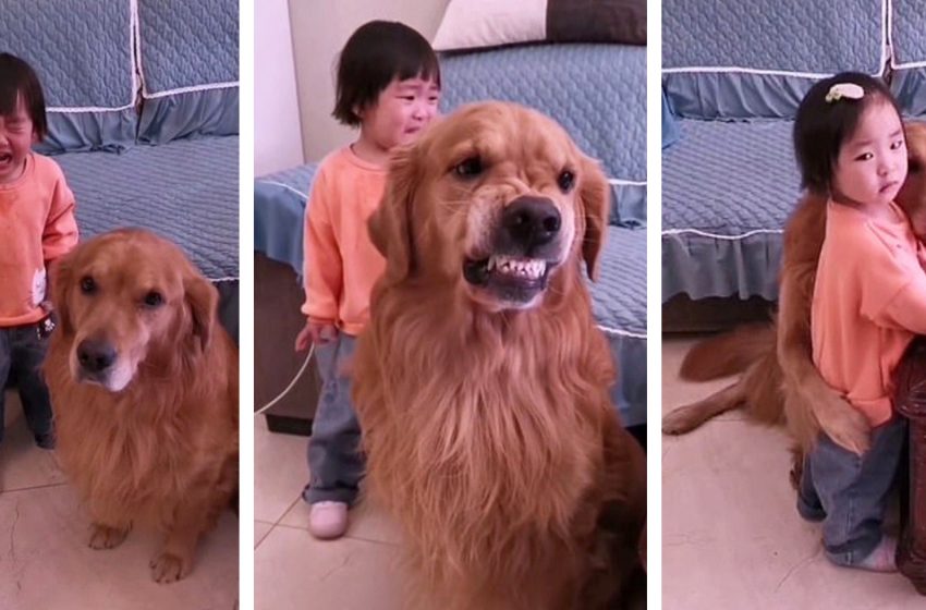  A devoted golden retriever protects a crying baby girl from her mother when she is reprimanded