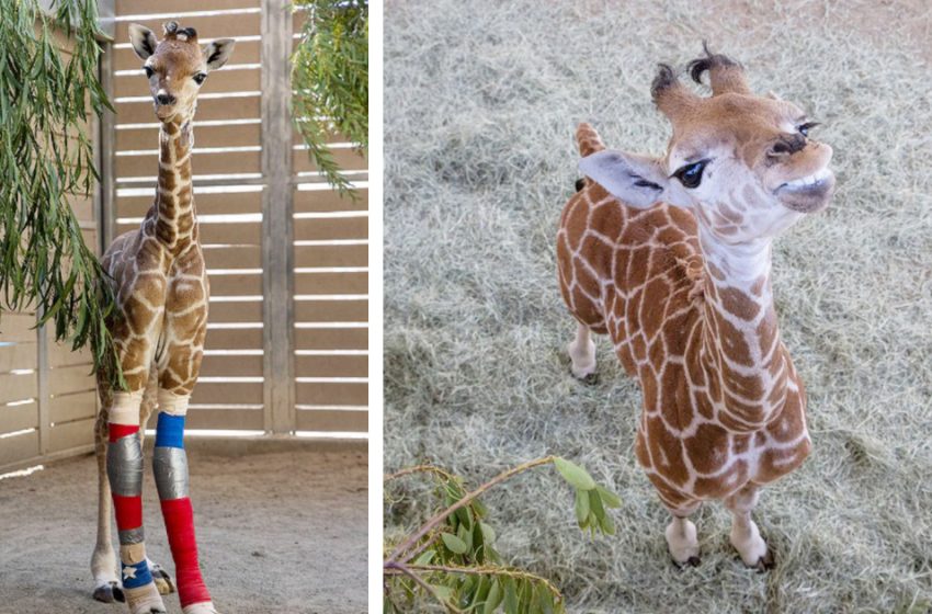  Three-month-old giraffe calf gets a new lease on life after receiving custom braces to fix legs