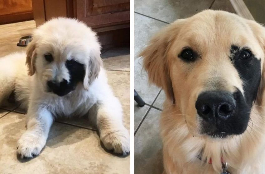  Meet Enco the unique Golden Retriever born with the most amazing birthmark