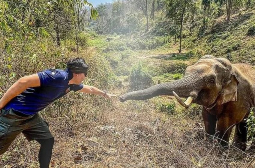  Touching moment: Elephant recognizes veterinarian who cared for him 12 years ago