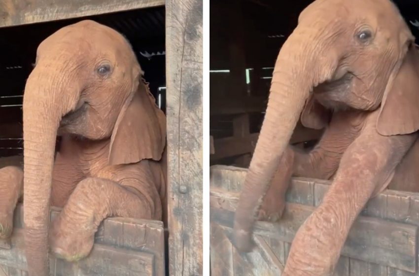  Cheerful baby elephant refuses to go to bed and becomes an internet sensation