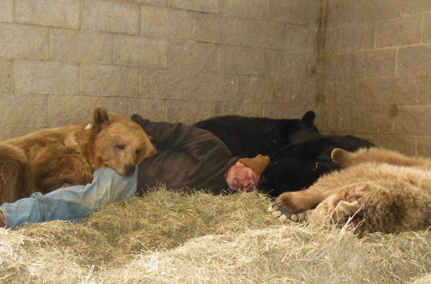  A dedicated wildlife keeper takes a nap with four orphaned bears to help them sleep