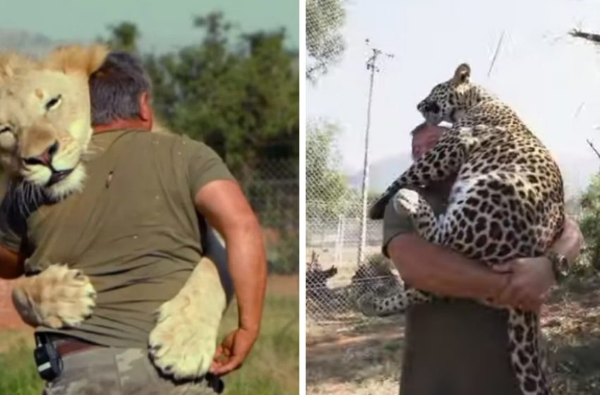  Meet the man who spends time hugging lions and tigers