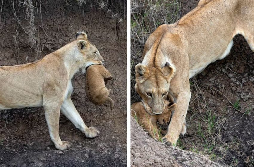  Lioness saves her tiny cub from plunging into watering hole