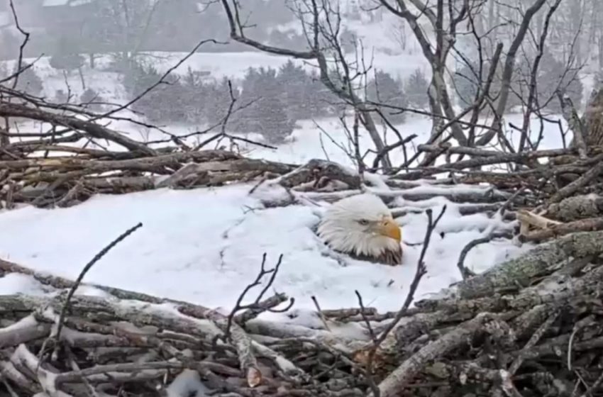  A devoted mother eagle protects her eggs even when they are covered in snow