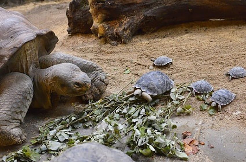  80-year-old endangered tortoise became a mother for the first time: all babies are healthy