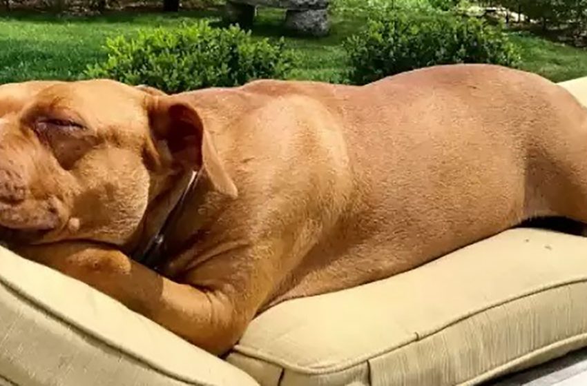  The dog that slept on a concrete floor for 8 years now has all the comfy beds she deserves