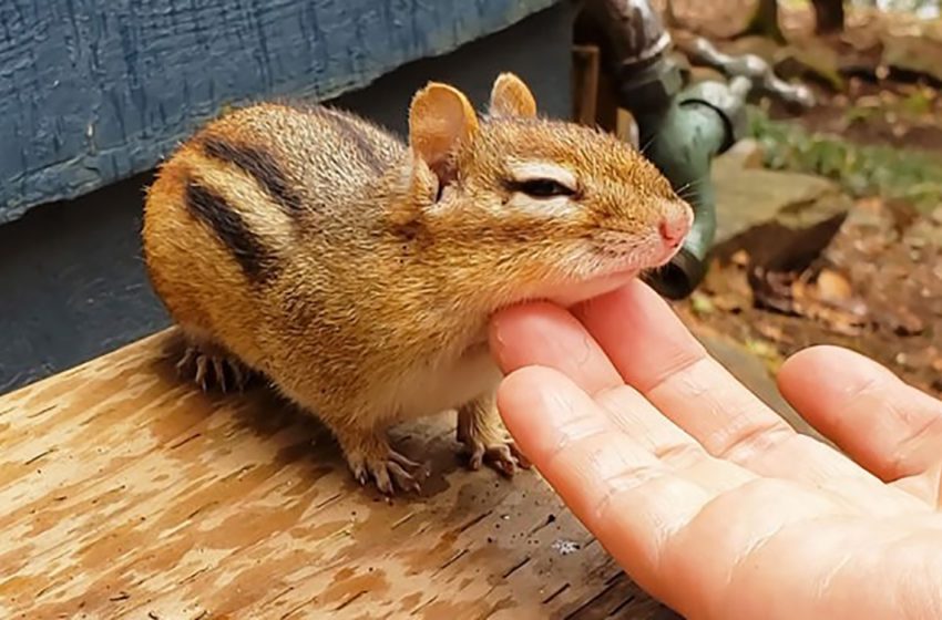  Woman cleaning dirt off chipmunk’s chin makes little fluffy ball sleepy