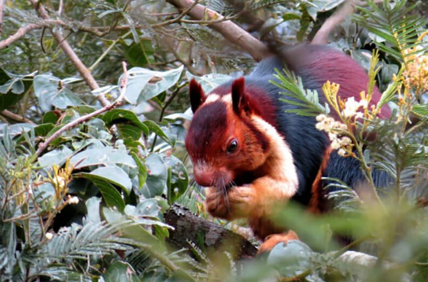  Meet the most unique giant squirrel that is not afraid of people