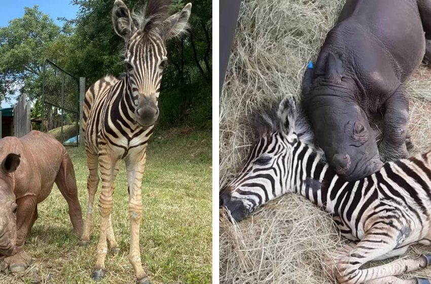  A zebra cub comforts an orphaned rhinoceros cub