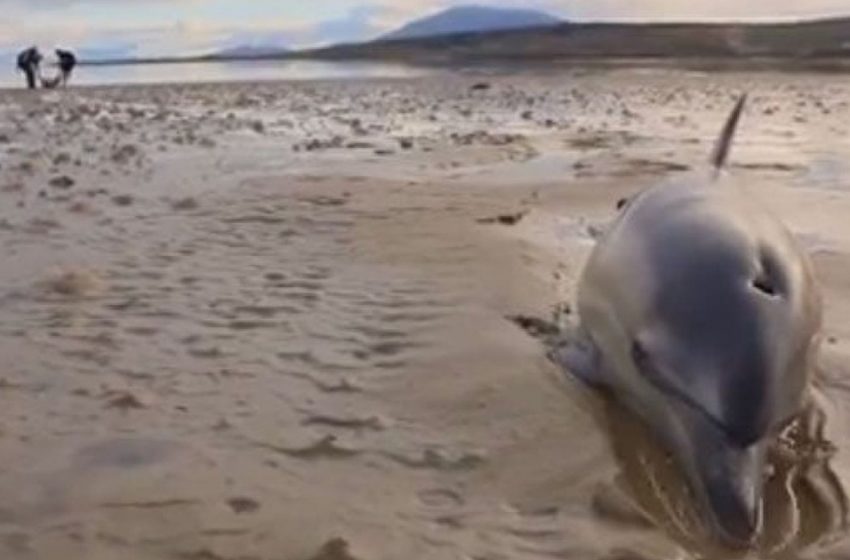  Surfers carry a family of stranded dolphins back to the ocean to rescue them