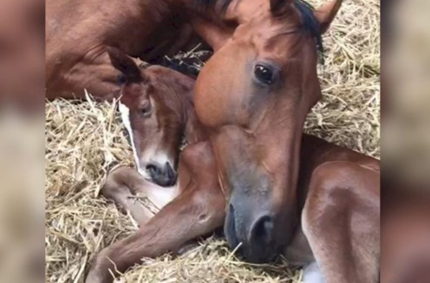  After losing her baby, veterinarian shares heartbreaking scene of mare ‘adopting’ orphaned child