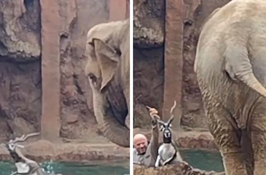  Elephant calls for help after an antelope friend falls into the water