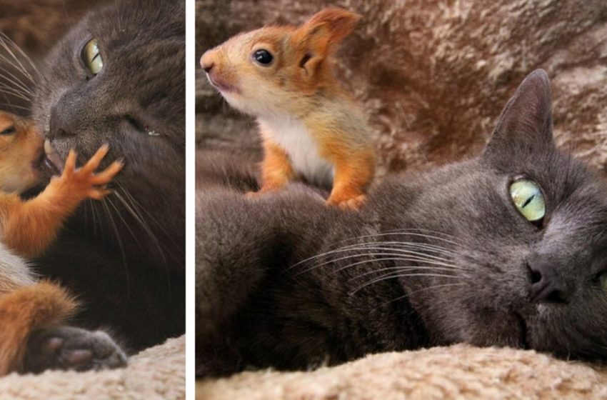  The cat adopted four orphaned squirrels, and they grow up with her four kittens