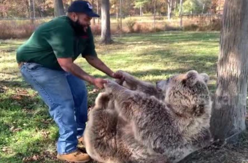  Adorable moment: Orphan bear reunites with savior after years apart