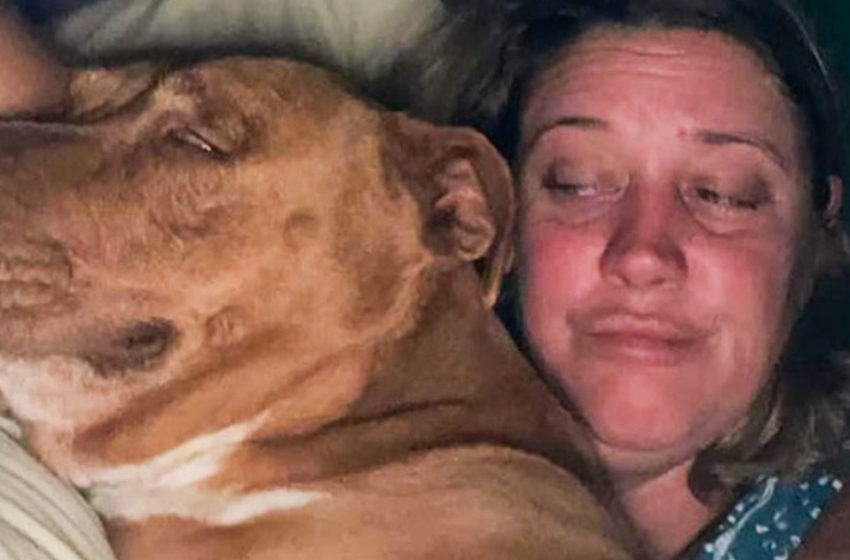  Waking up in the morning, the couple found that a strange dog was sleeping next to them in their bed